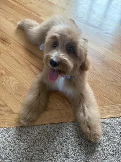 Mutt'Staches Mobile Grooming — photo from their website