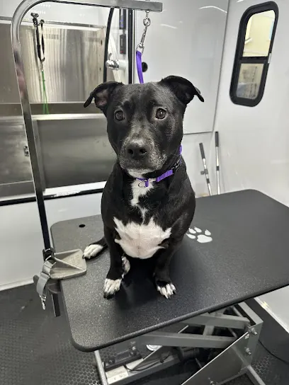 Bark and Bubbles Mobile Dog Grooming — photo from their website