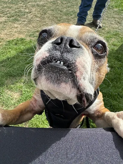 Ash & Paws Mobile Pet Nail Trims — photo from their website