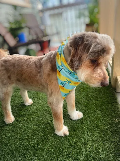 Alexa In-Home Pet Grooming — photo from their website
