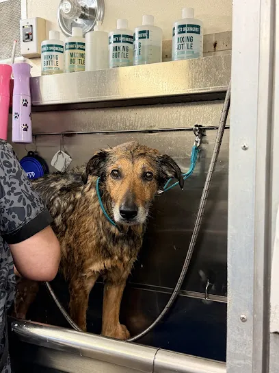 Paws At Your Door Mobile Grooming — photo from their website