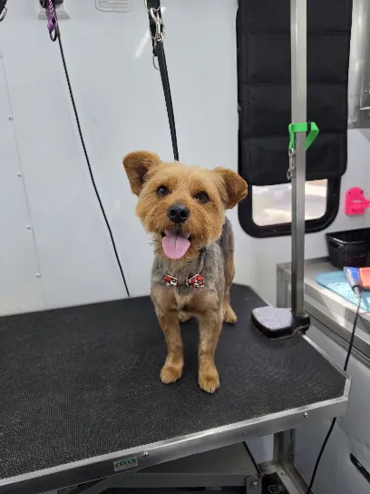 Blueberries Mobile Pet Spa — photo from their website