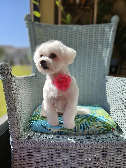 Mon Ami Mobile Pet Spa — photo from their website