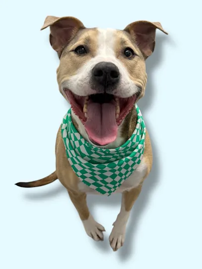 Paws.N.Motion Mobile Pet Grooming — photo from their website