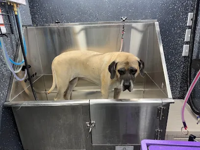DOGGiZONA Mobile Grooming — photo from their website