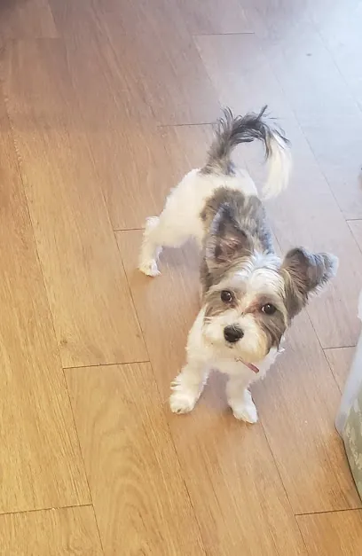 The Paw Spa Mobile Grooming — photo from their website