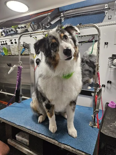 Live Laugh Lather Mobile Grooming — photo from their website