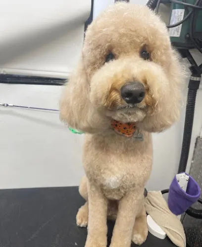 Sage & Magnolia Mobile Grooming — photo from their website