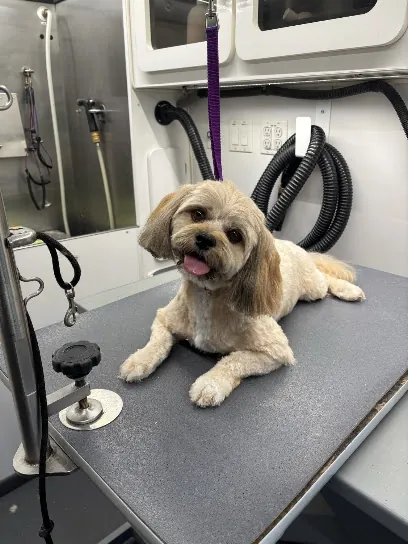 DapperTails Mobile Pet Grooming of St. Charles County — photo from their website