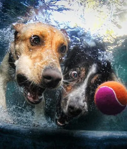 Petaleashous Mobile Pet Grooming — photo from their website