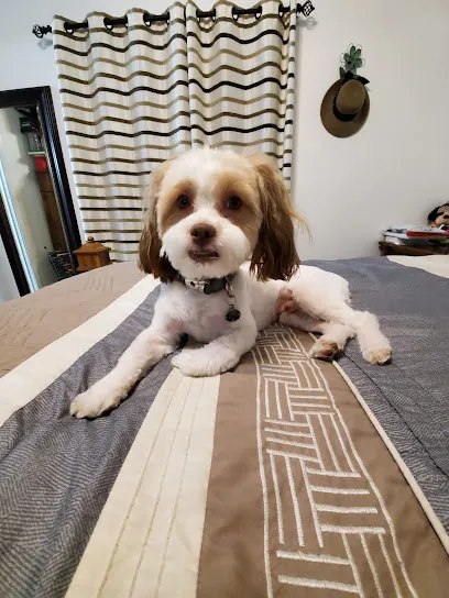 Mobile Doggie Den Grooming — photo from their website