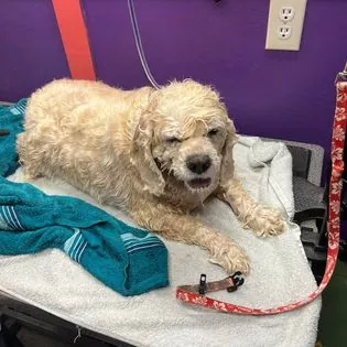 Noah's Bark Mobile Grooming — photo from their website