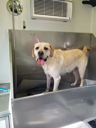 Spaws On The Go Mobile Pet Grooming — photo from their website