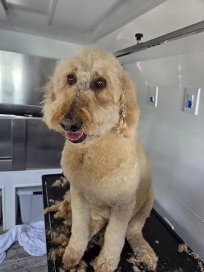 Reno Mobile Dog Spa — photo from their website