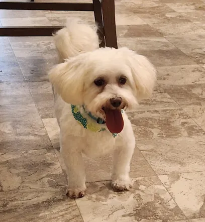 Mutt Cutts Mobile Grooming — photo from their website