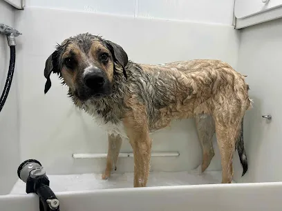Comb & Collar Mobile Pet Grooming, LLC — photo from their website