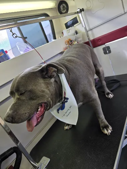 Sun City Mobile Pet Grooming — photo from their website