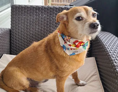Woofy Wagon Mobile Pet Salon — photo from their website