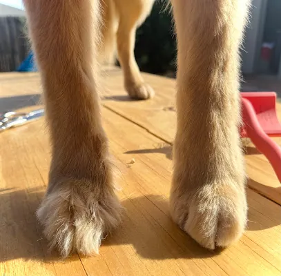 Tippy Taps Mobile Pet Nail Trimming — photo from their website