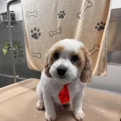 Fast N Furriest Mobile Dog Groomer — photo from their website