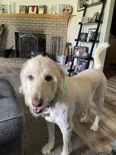 Doggy Stylz Mobile Grooming Salon — photo from their website