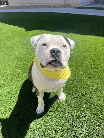 Classy K9 Mobile Groomer — photo from their website