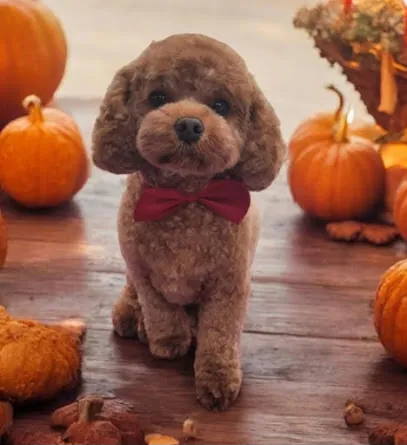 Tiny Paws Mobile Grooming — photo from their website