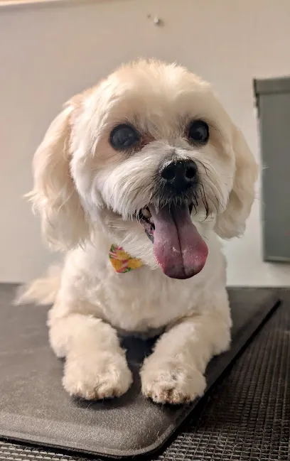 Michael's Mobile Dog Grooming — photo from their website