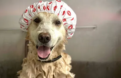 Moisant Mobile Dog Wash — photo from their website