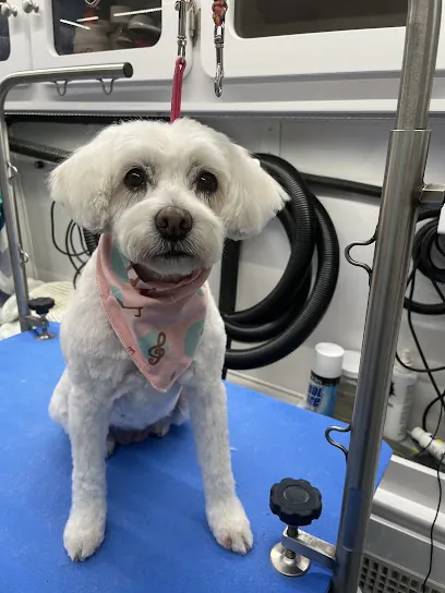 Stylish Woofs Mobile Dog Grooming — photo from their website