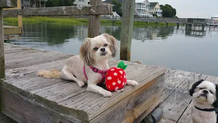 Pampered Pups Mobile Pet Grooming — photo from their website