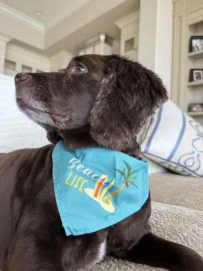 Splash N Wag - Sarasota Mobile Dog Grooming — photo from their website