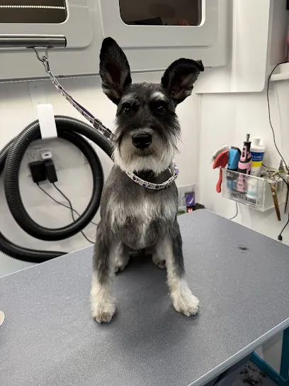 Lavish Pups Mobile Grooming LLC — photo from their website