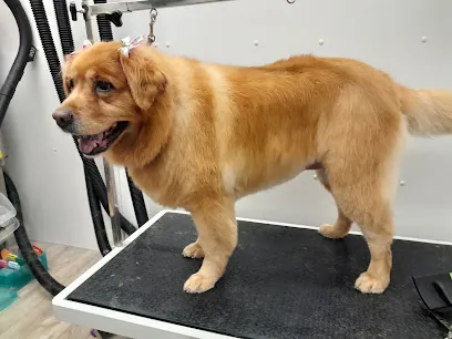 Catherine's Canine Grooming Mobile Dog Grooming — photo from their website