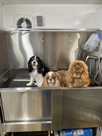 Country Mouse Mobile Grooming — photo from their website