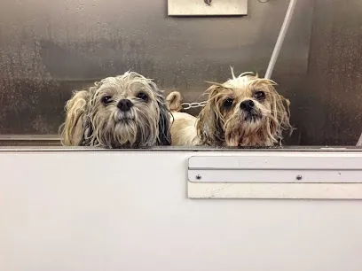 Groovy Grooming - Mobile Pet Salon — photo from their website