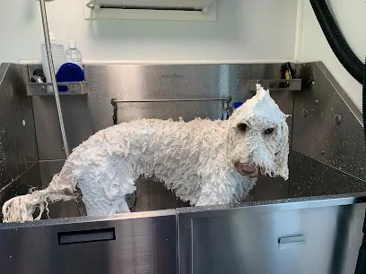 Clip Of The Litter Mobile Grooming — photo from their website
