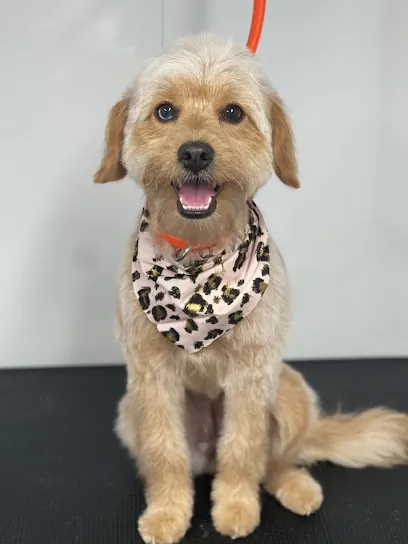Doodles & Friends Mobile Dog Grooming — photo from their website