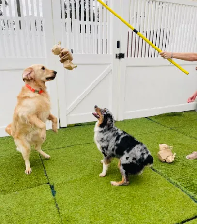 Camp Bow Wow West Mobile — photo from their website