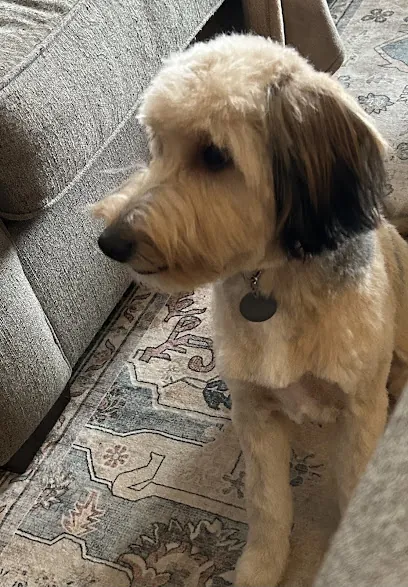 Proud Paws: Ethical Dog & Cat Grooming at Home — photo from their website