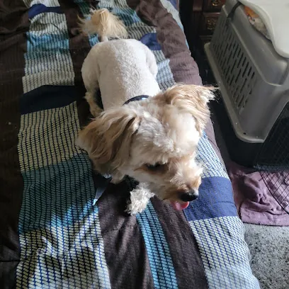 Mobile Pet Groomer Las Vegas | Pawgo — photo from their website