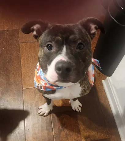 Pooches Pets N Pals Mobile Grooming — photo from their website