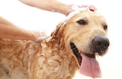 Edison Mobile Pet Grooming — photo from their website