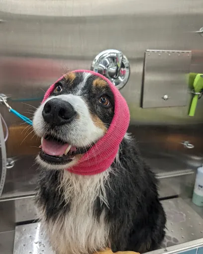 Sundog Mobile Grooming — photo from their website
