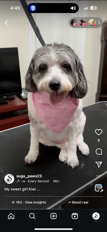 SugaPaws In-Home Mobile Grooming — photo from their website