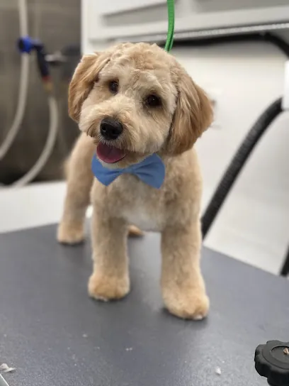 Canine Couture Mobile Pet Grooming — photo from their website