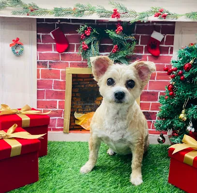 Sassy Styles Mobile Pet Grooming — photo from their website