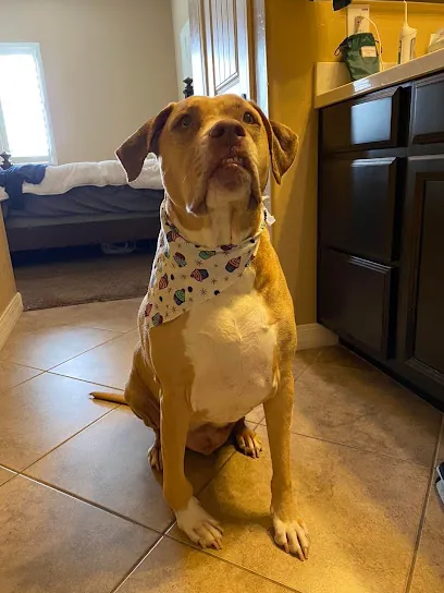 Nichole's in-home pet grooming — photo from their website
