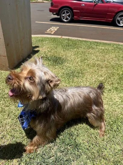 Oahu Mobile Grooming OMG — photo from their website