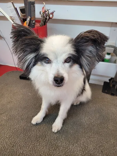 Cruisin' Clips Mobile Pet Grooming — photo from their website
